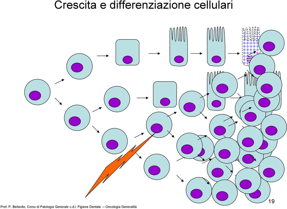 . Bellavite, Corso di atologia