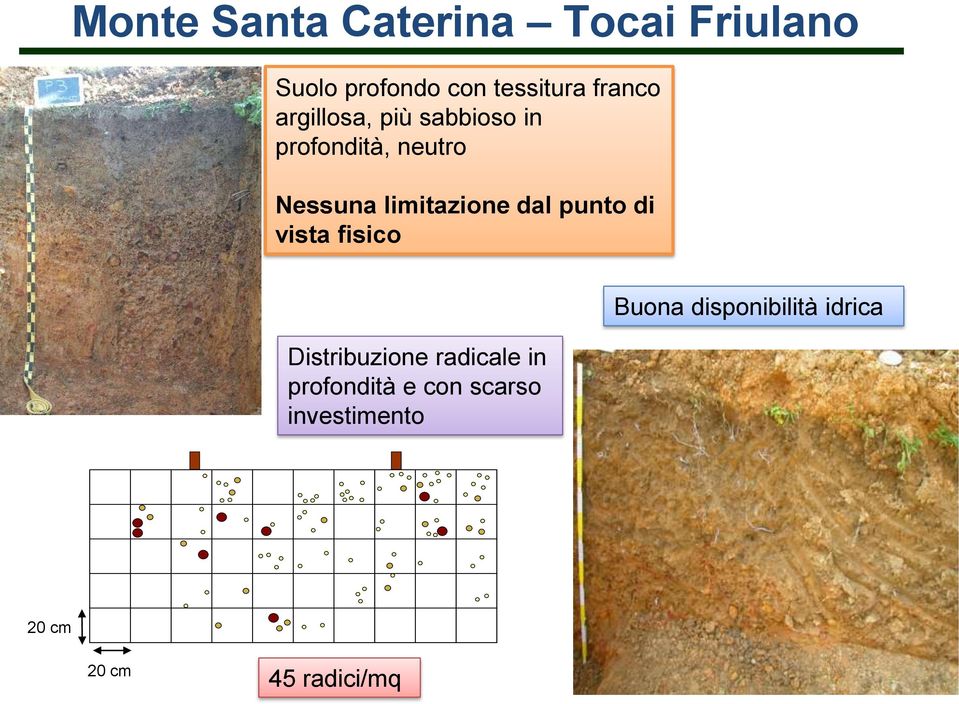 limitazione dal punto di vista fisico Distribuzione radicale in