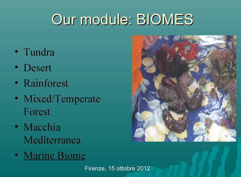 Mixed/Temperate Forest