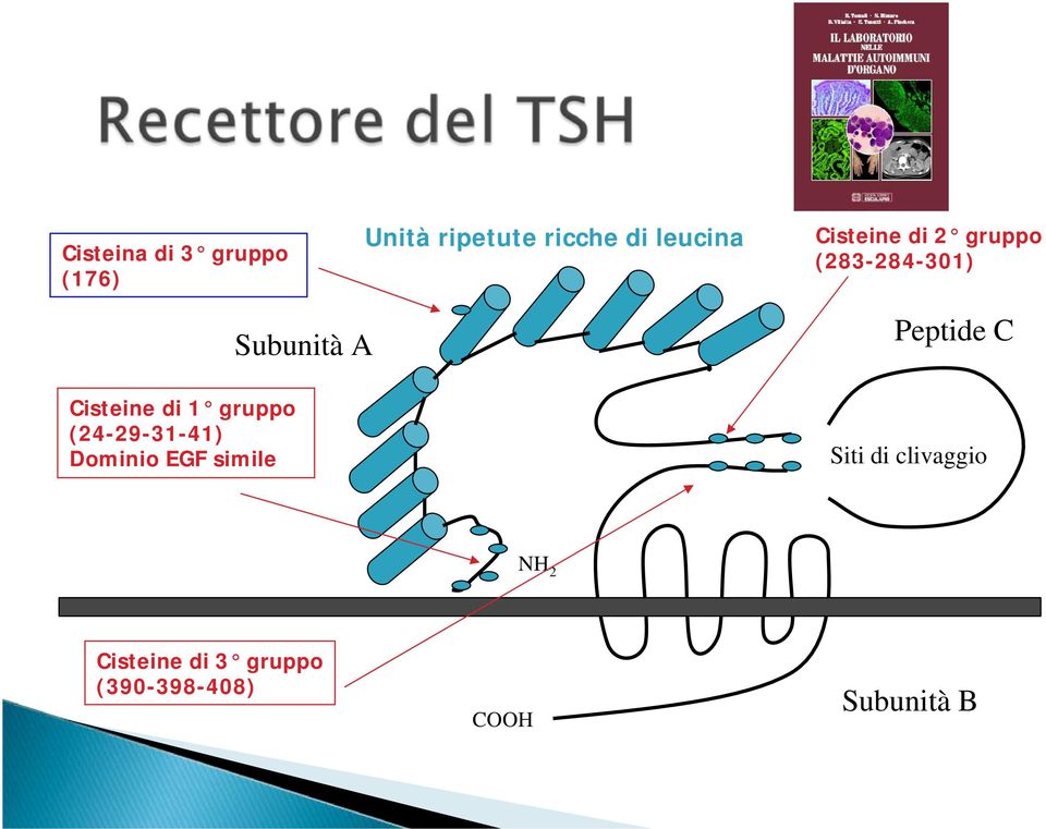 (24-29-31-41) Dominio EGF simile Subunità A Peptide C Siti