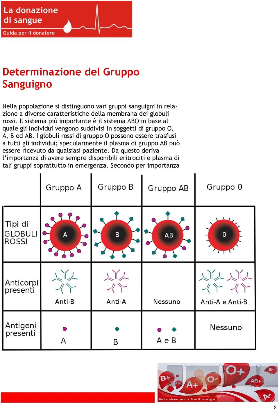 I globuli rossi di gruppo O possono essere trasfusi a tutti gli individui; specularmente il plasma di gruppo AB può essere ricevuto da qualsiasi