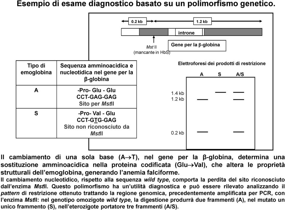 - Glu CCT-GTG-GAG Sito non riconosciuto da MstII 1.4 kb 1.2 kb 0.