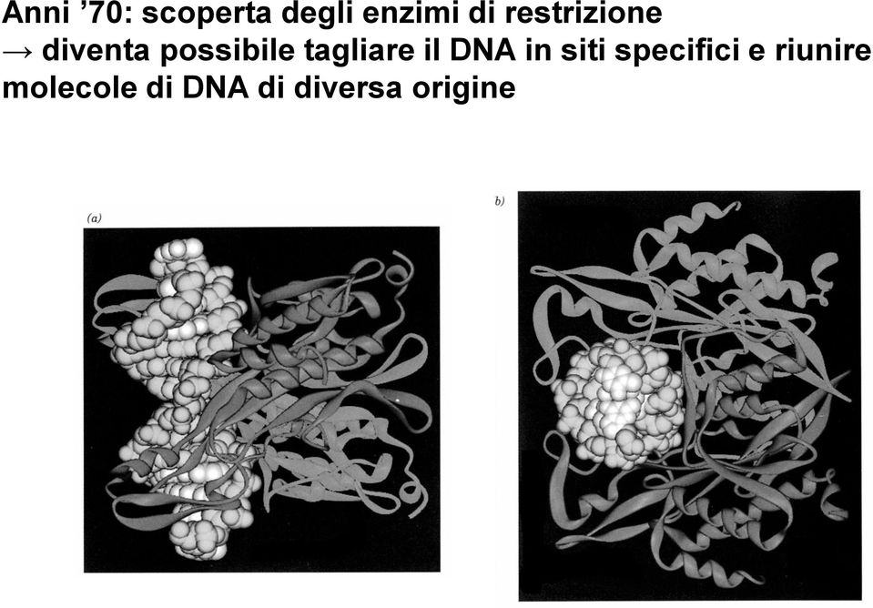 tagliare il DNA in siti specifici e