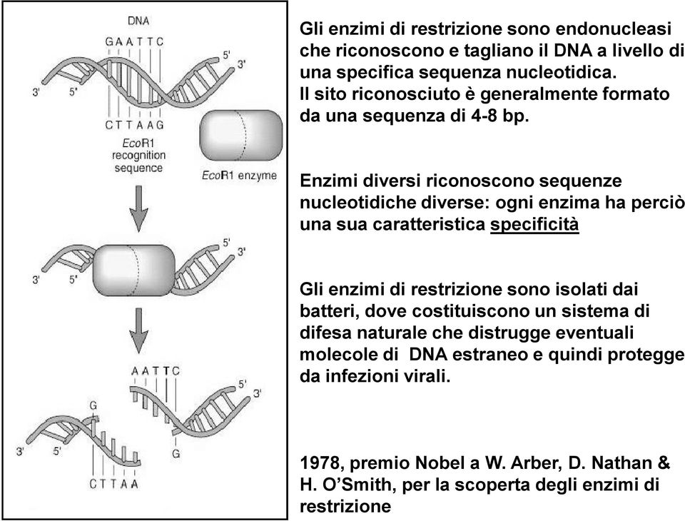 Enzimi diversi riconoscono sequenze nucleotidiche diverse: ogni enzima ha perciò una sua caratteristica specificità Gli enzimi di restrizione sono