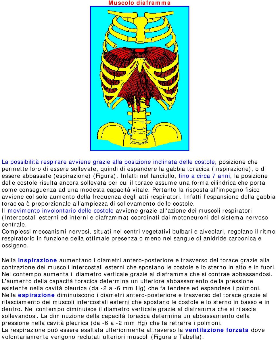 Infatti nel fanciullo, fino a circa 7 anni, la posizione delle costole risulta ancora sollevata per cui il torace assume una forma cilindrica che porta come conseguenza ad una modesta capacità vitale.