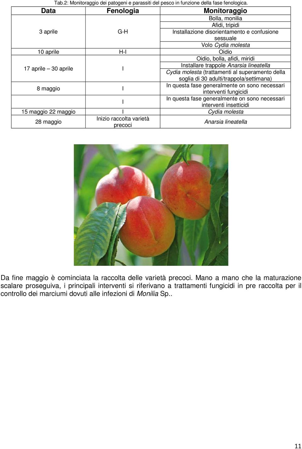 afidi, miridi Installare trappole Anarsia lineatella Cydia molesta (trattamenti al superamento della soglia di 30 adulti/trappola/settimana) 8 maggio I In questa fase generalmente on sono necessari