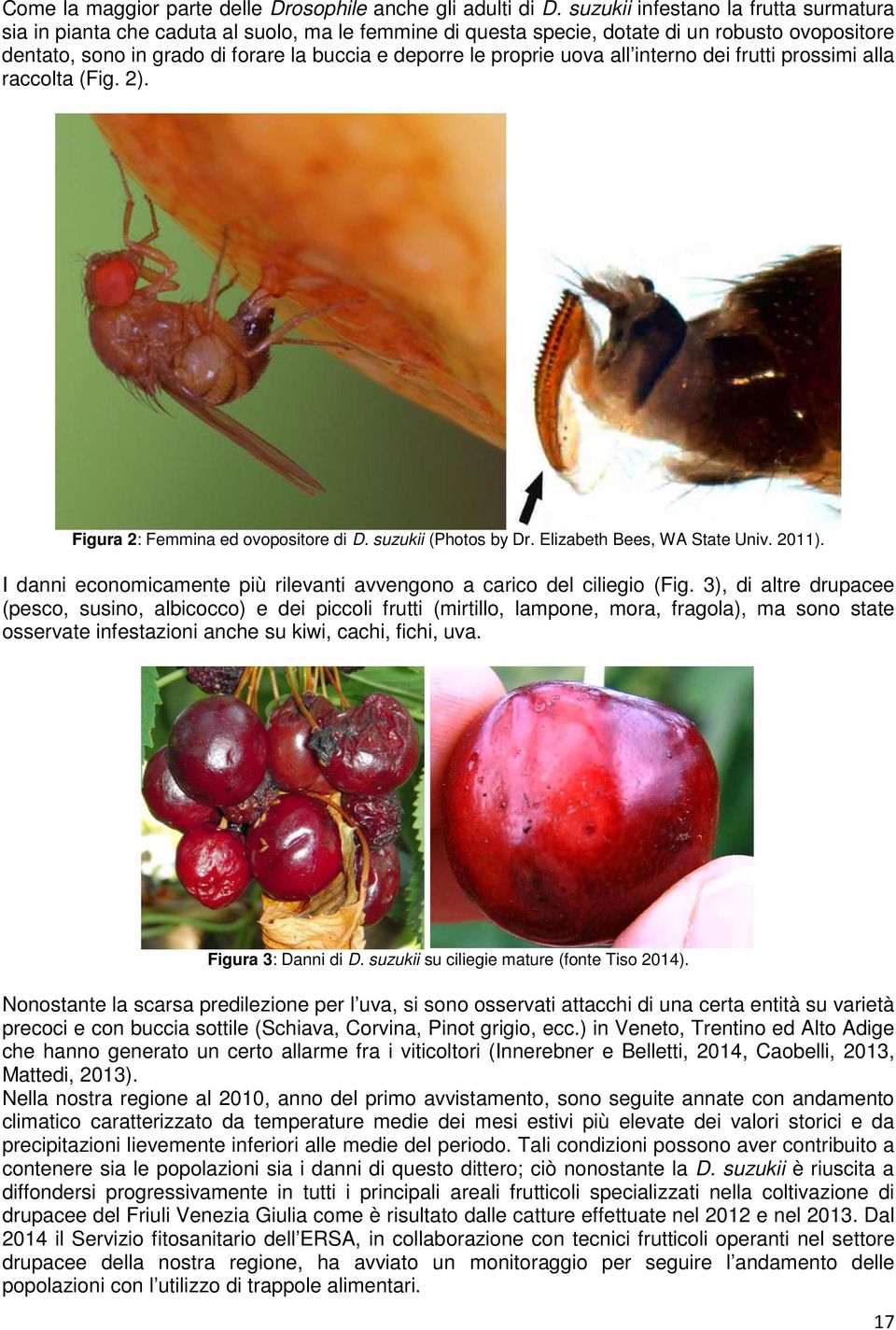 proprie uova all interno dei frutti prossimi alla raccolta (Fig. 2). Figura 2: Femmina ed ovopositore di D. suzukii (Photos by Dr. Elizabeth Bees, WA State Univ. 2011).