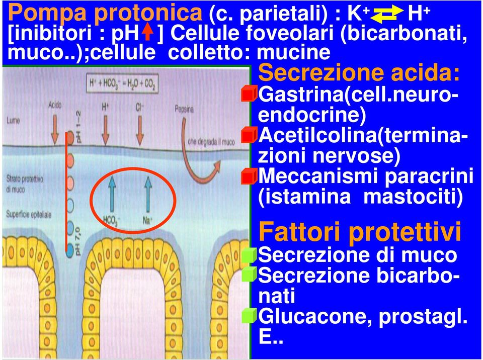 .);cellule colletto: mucine Secrezione acida: Gastrina(cell.