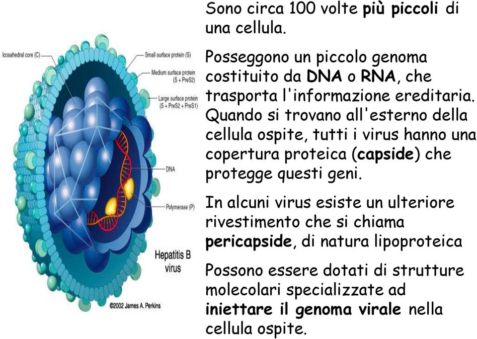 Quando si trovano all'esterno della cellula ospite, tutti i virus hanno una copertura proteica (capside) che protegge