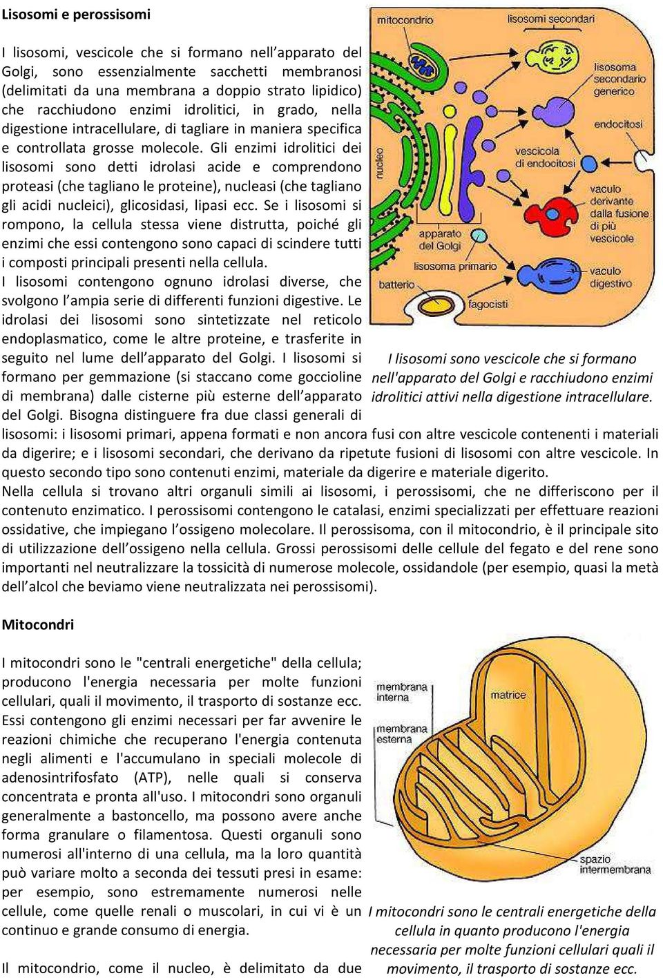 Gli enzimi idrolitici dei lisosomi sono detti idrolasi acide e comprendono proteasi (che tagliano le proteine), nucleasi (che tagliano gli acidi nucleici), glicosidasi, lipasi ecc.