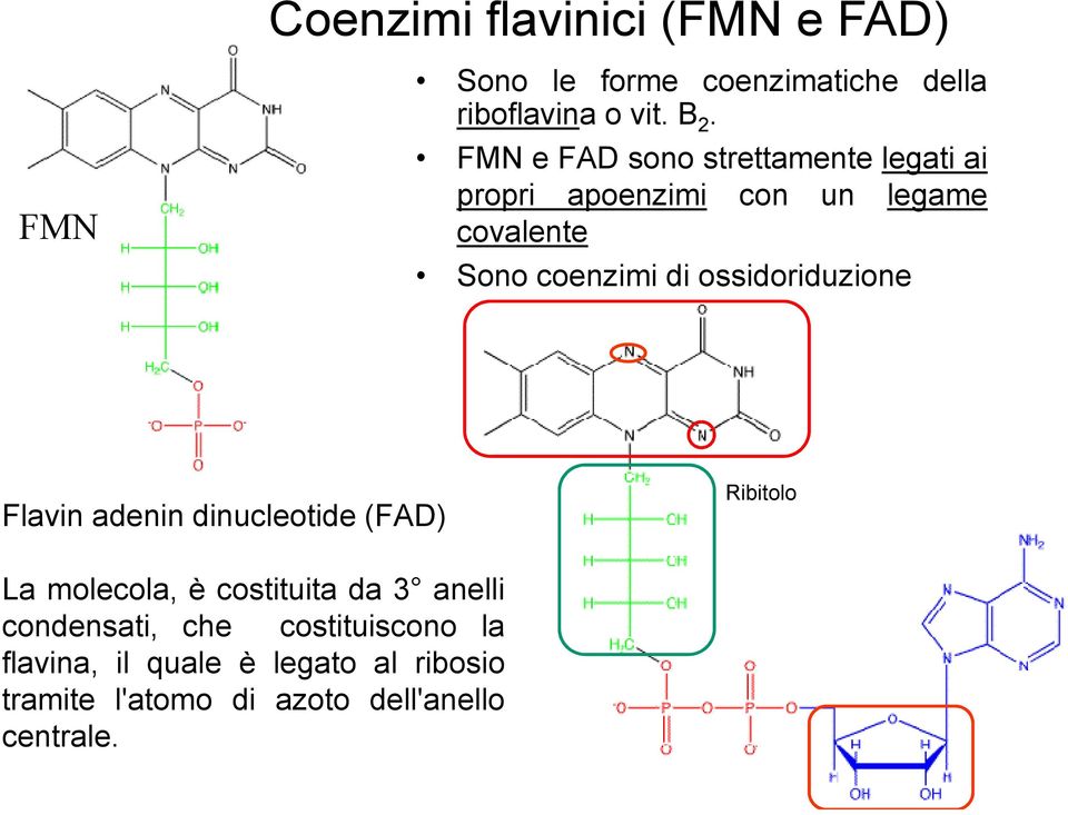 ossidoriduzione Flavin adenin dinucleotide (FAD) Ribitolo La molecola, è costituita da 3 anelli