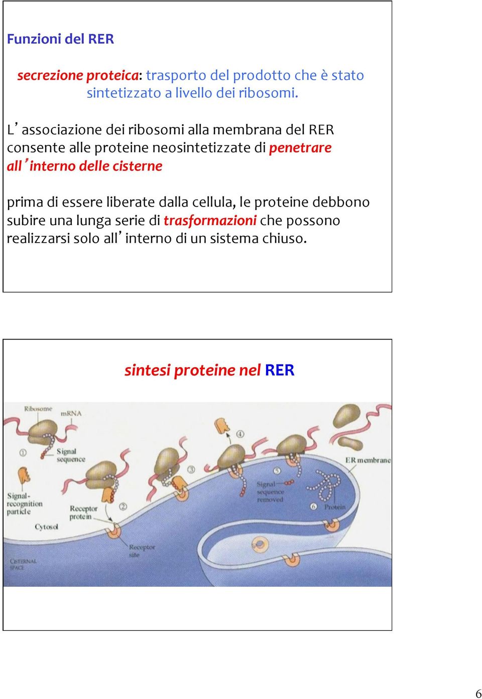 L associazione dei ribosomi alla membrana del RER consente alle proteine neosintetizzate di penetrare all