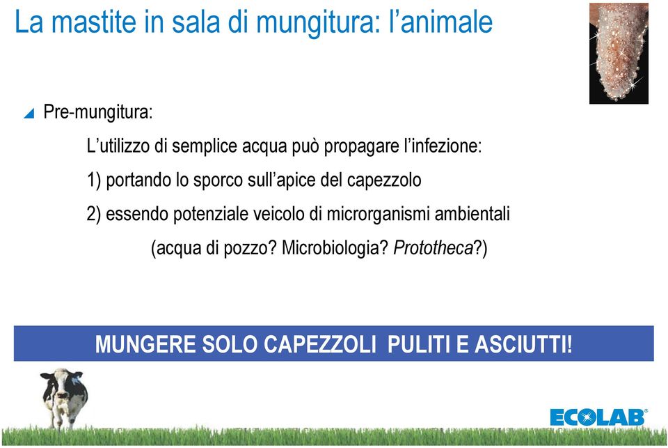 del capezzolo 2) essendo potenziale veicolo di microrganismi ambientali