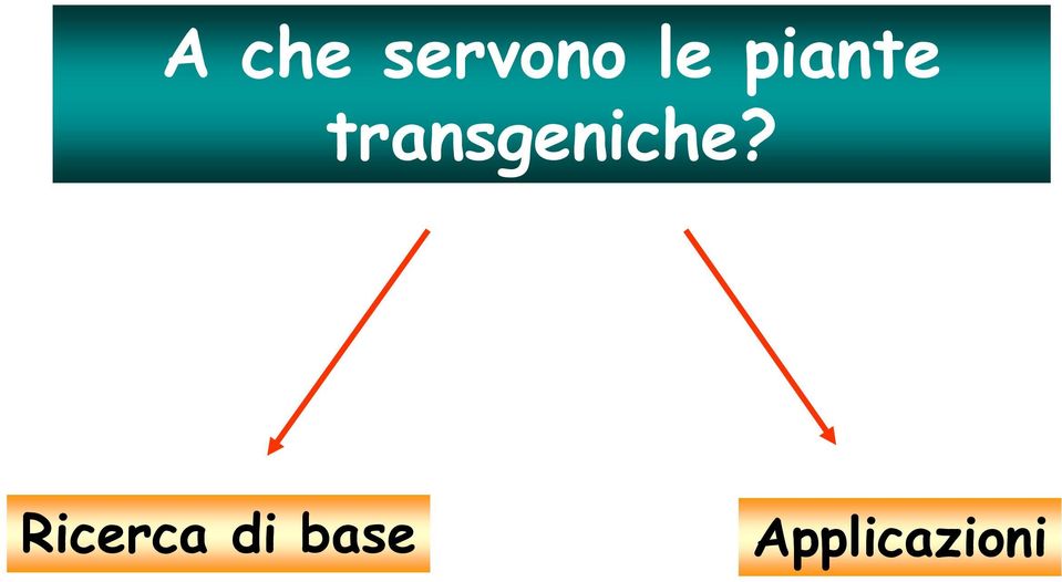 transgeniche?