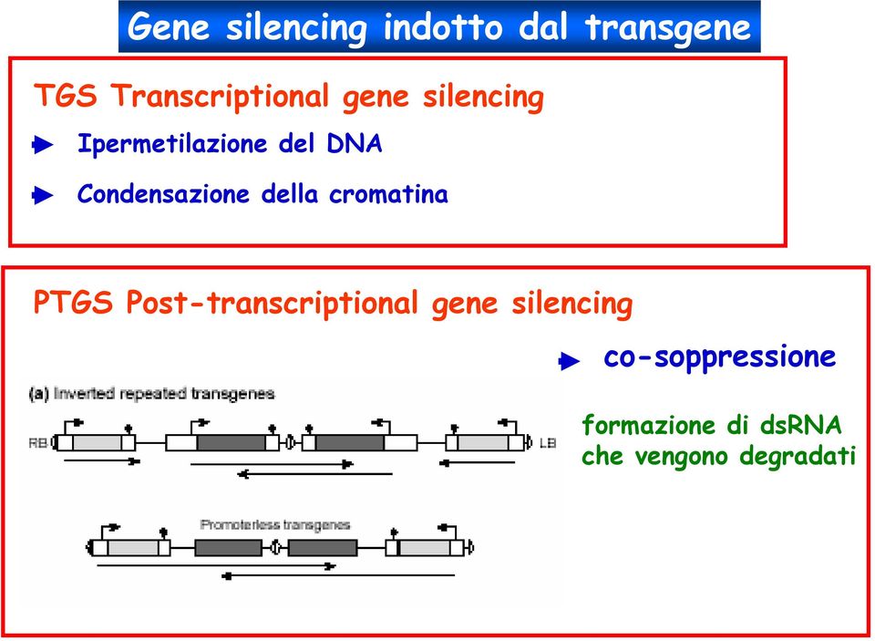 Condensazione della cromatina PTGS Post-transcriptional