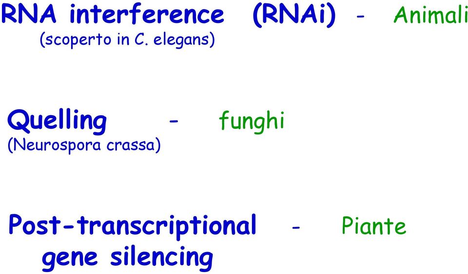 elegans) Quelling - funghi