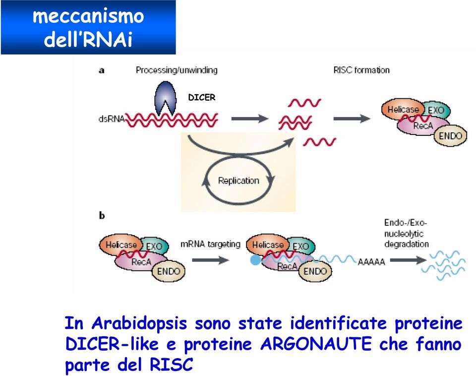 identificate proteine DICER-like