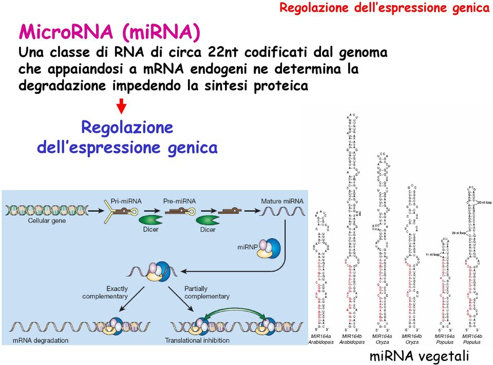 appaiandosi a mrna endogeni ne determina la degradazione