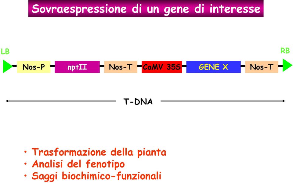Nos-T T-DNA Trasformazione della pianta