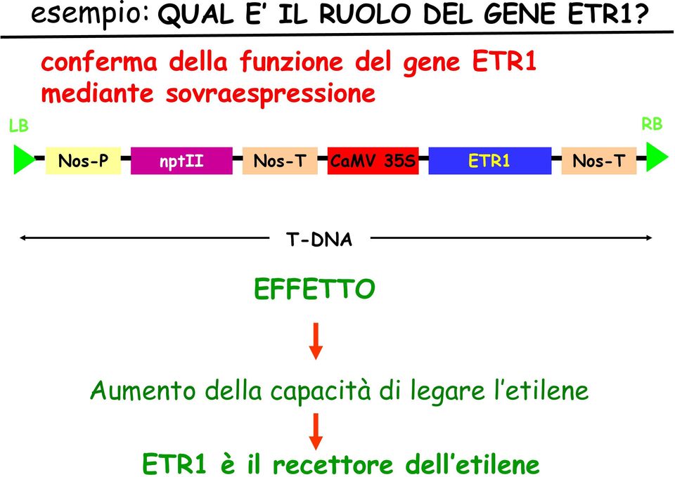 ETR1 mediante sovraespressione Nos-P nptii Nos-T CaMV 35S ETR1