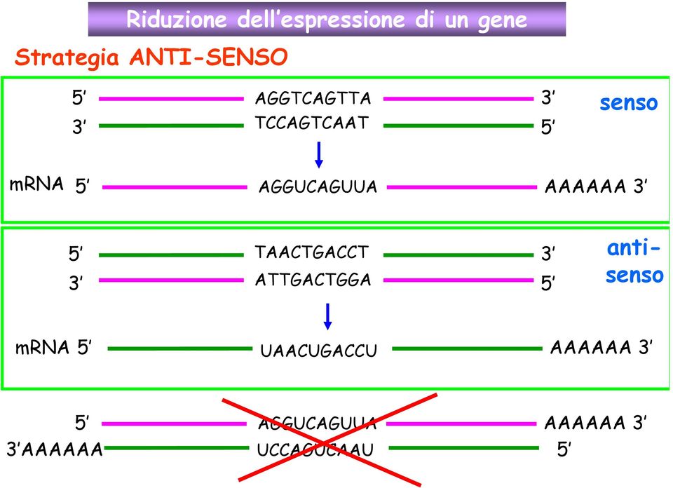 AGGUCAGUUA AAAAAA 3 5 3 TAACTGACCT ATTGACTGGA 3 5