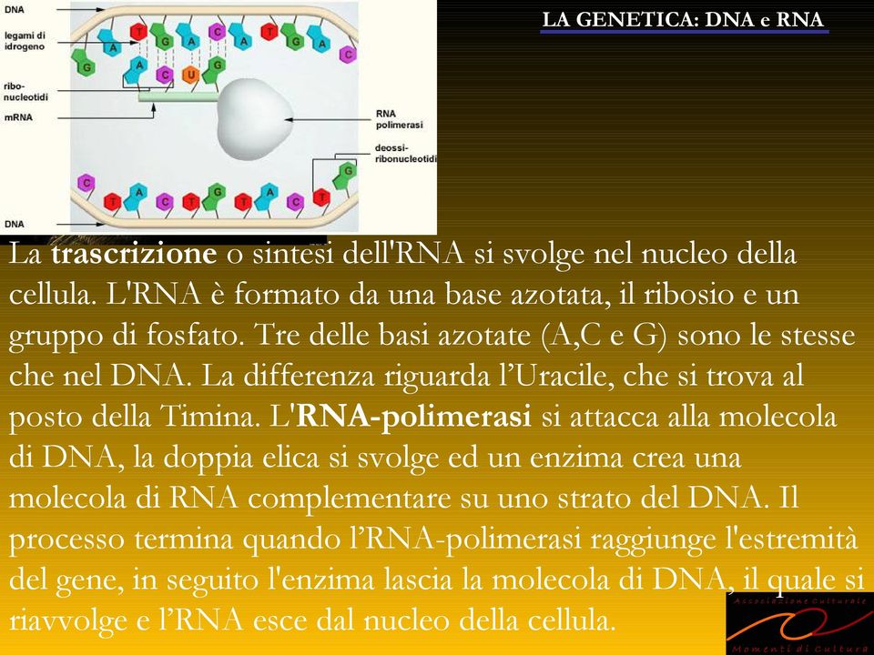 L'RNA-polimerasi si attacca alla molecola di DNA, la doppia elica si svolge ed un enzima crea una molecola di RNA complementare su uno strato del DNA.