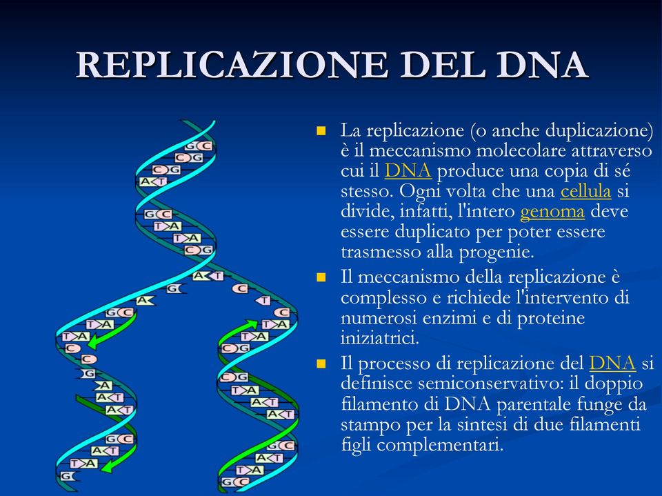 Il meccanismo della replicazione è complesso e richiede l'intervento di numerosi enzimi e di proteine iniziatrici.