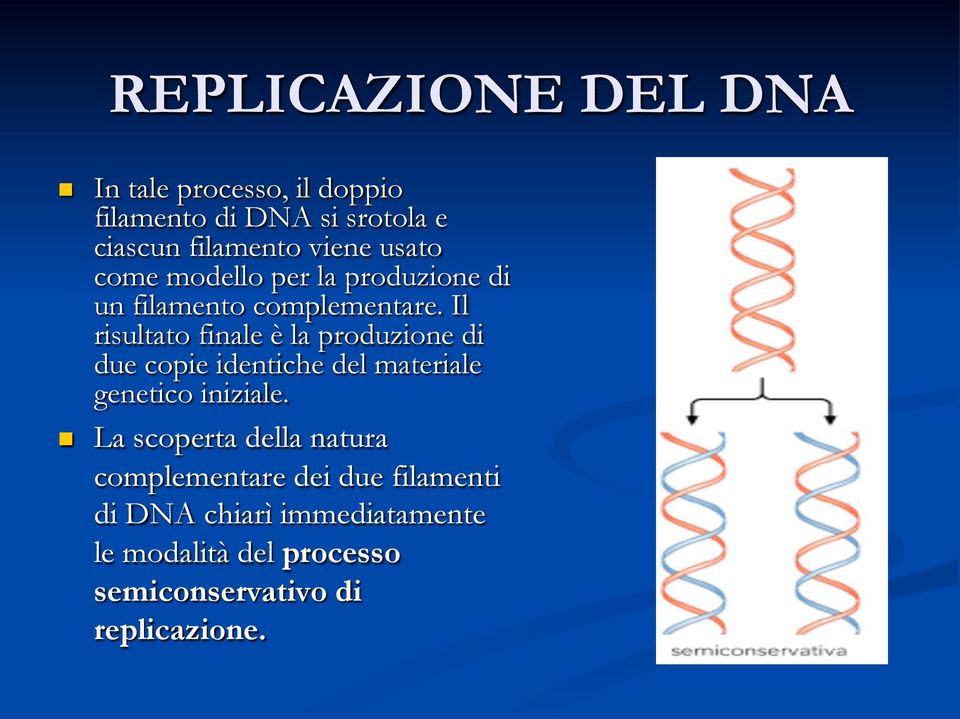Il risultato finale è la produzione di due copie identiche del materiale genetico iniziale.