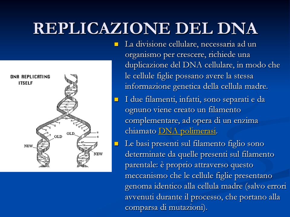 I due filamenti, infatti, sono separati e da ognuno viene creato un filamento complementare, ad opera di un enzima chiamato DNA polimerasi.