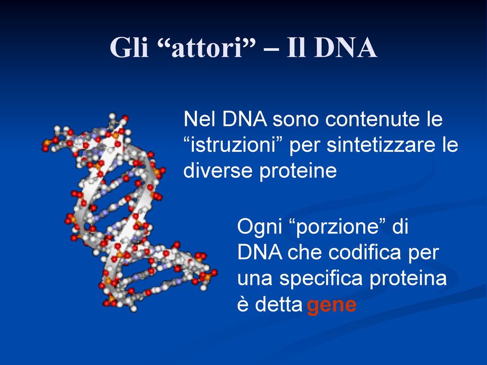 proteine Ogni porzione di DNA che
