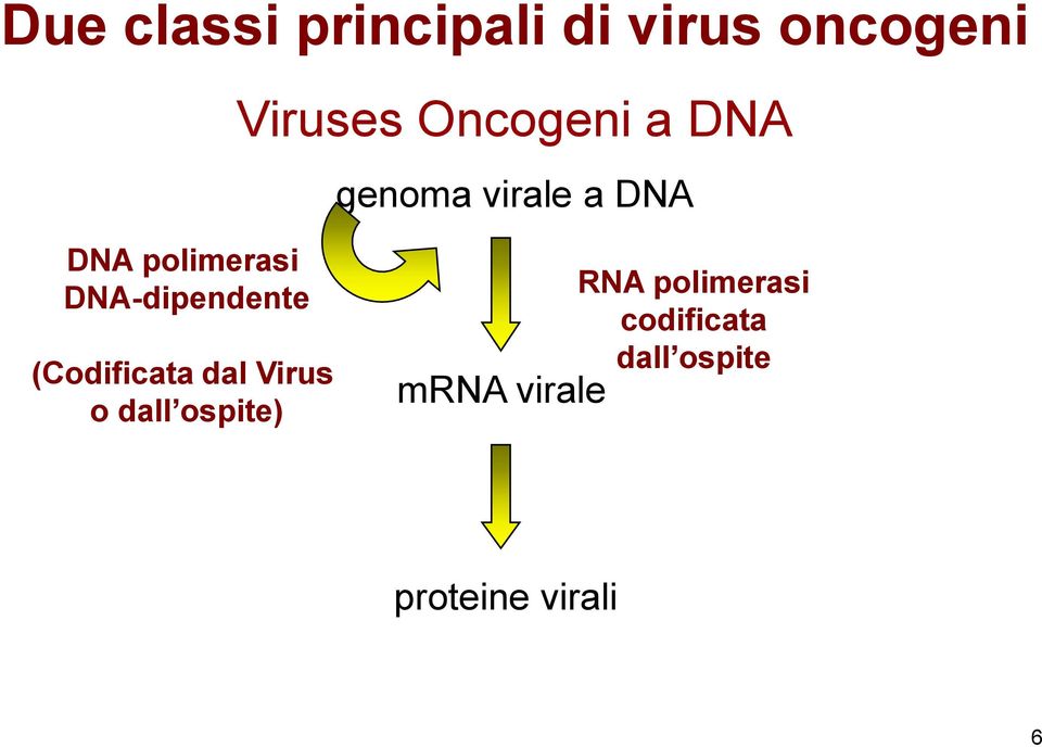 DNA-dipendente (Codificata dal Virus o dall ospite)