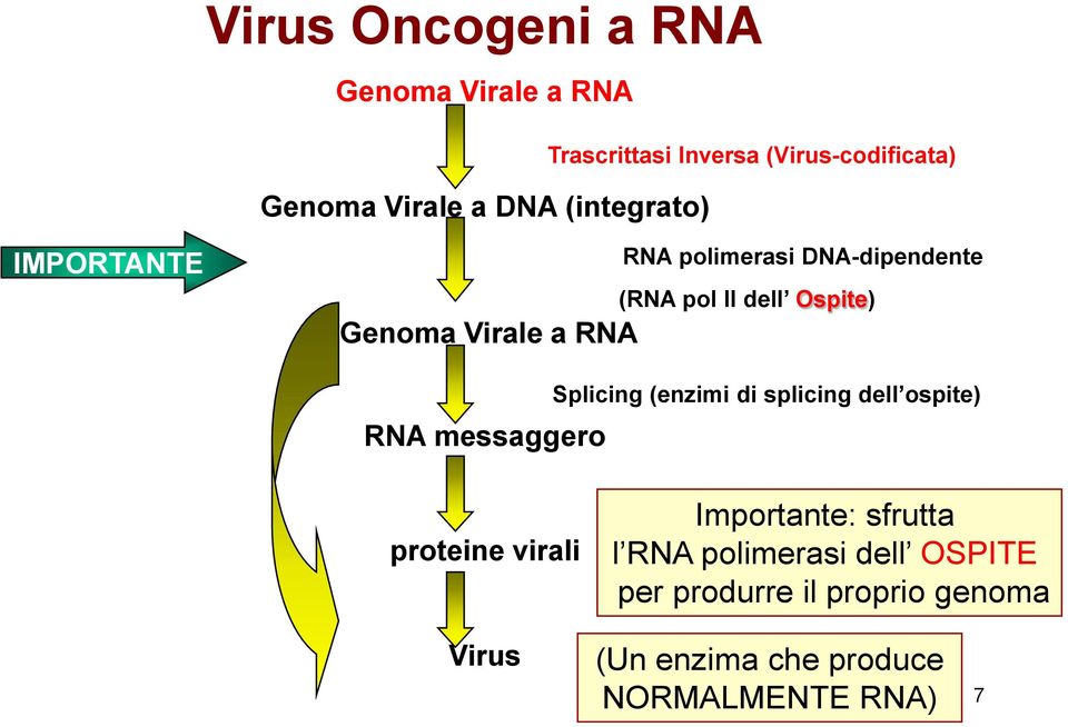a RNA RNA messaggero Splicing (enzimi di splicing dell ospite) proteine virali Importante: sfrutta
