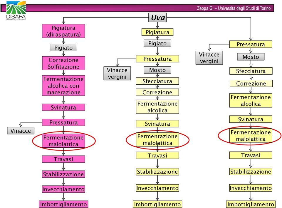 Vinacce Pressatura malolattica Svinatura malolattica Svinatura malolattica Travasi Travasi Travasi Stabilizzazione