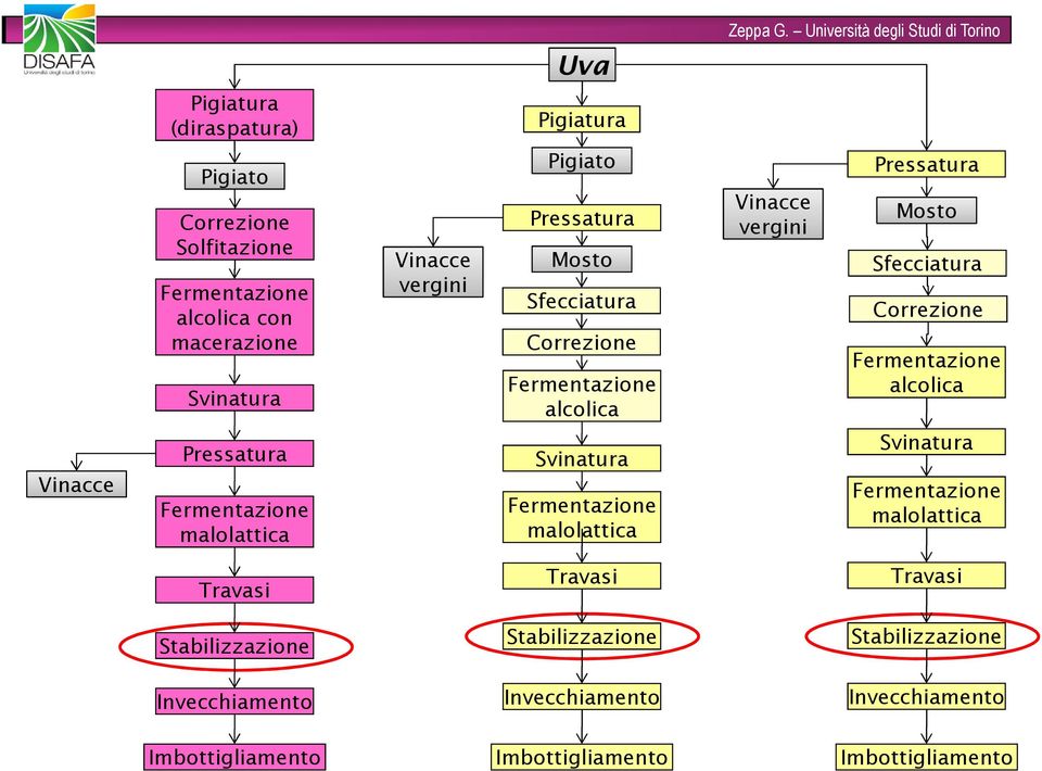 Vinacce Pressatura malolattica Svinatura malolattica Svinatura malolattica Travasi Travasi Travasi Stabilizzazione