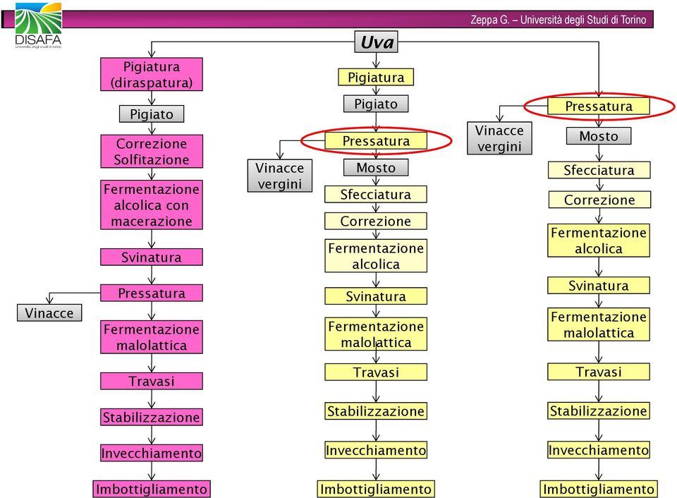 Vinacce Pressatura malolattica Svinatura malolattica Svinatura malolattica Travasi Travasi Travasi Stabilizzazione