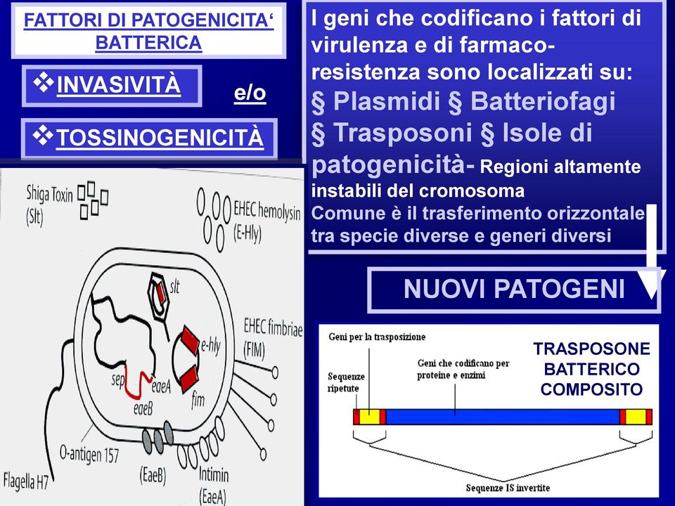 Trasposoni Isole di patogenicità- Regioni altamente instabili del cromosoma Comune è il