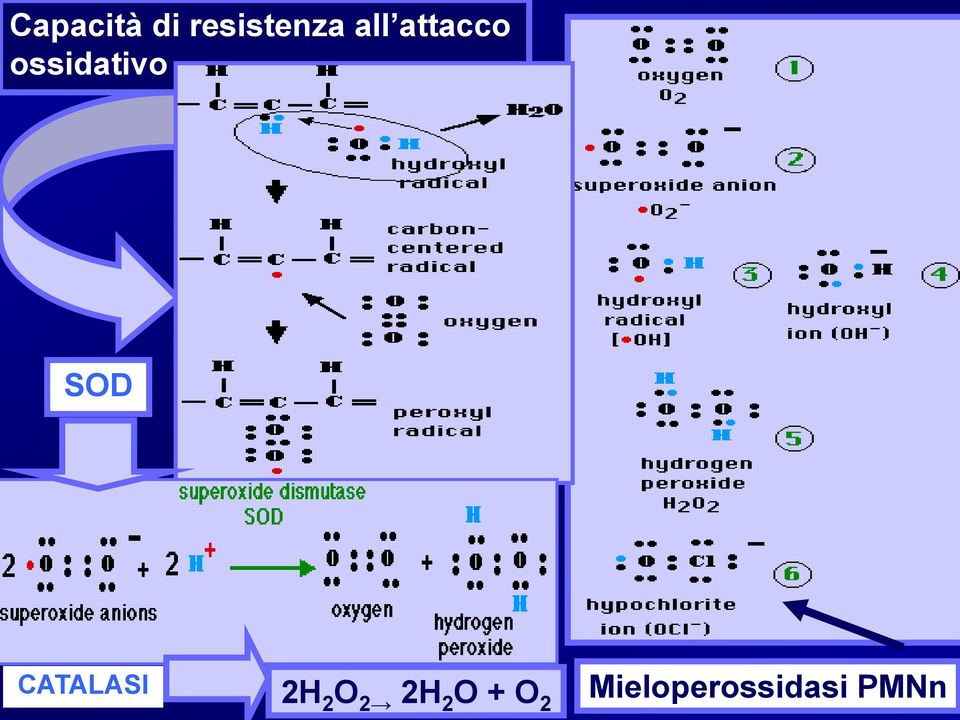 SOD CATALASI 2H 2 O 2 2H