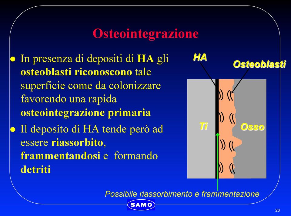 primaria l Il deposito di HA tende però ad essere riassorbito, frammentandosi e