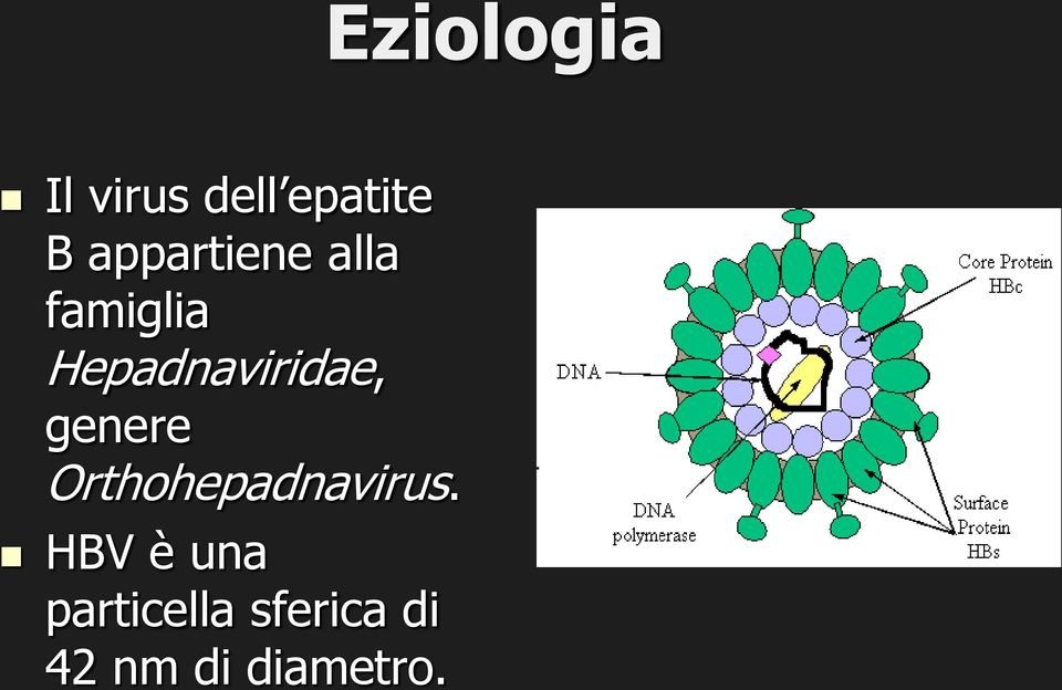 Hepadnaviridae, genere