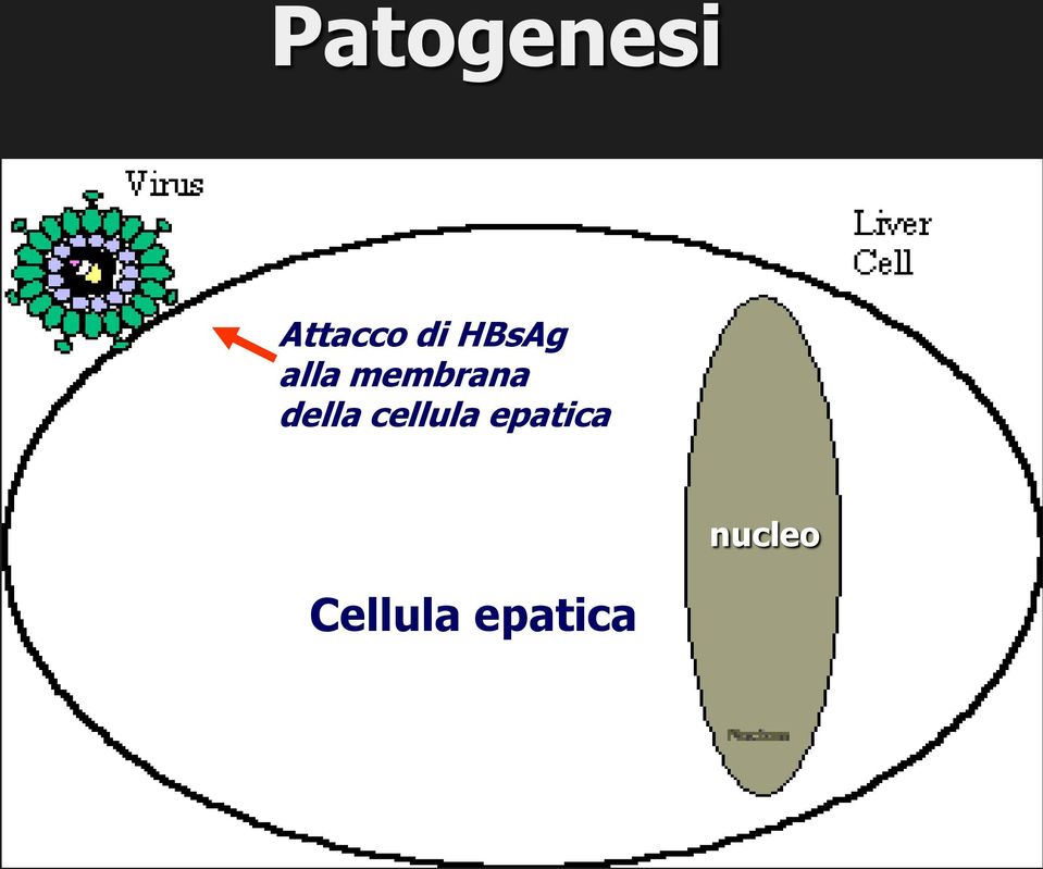 della cellula epatica