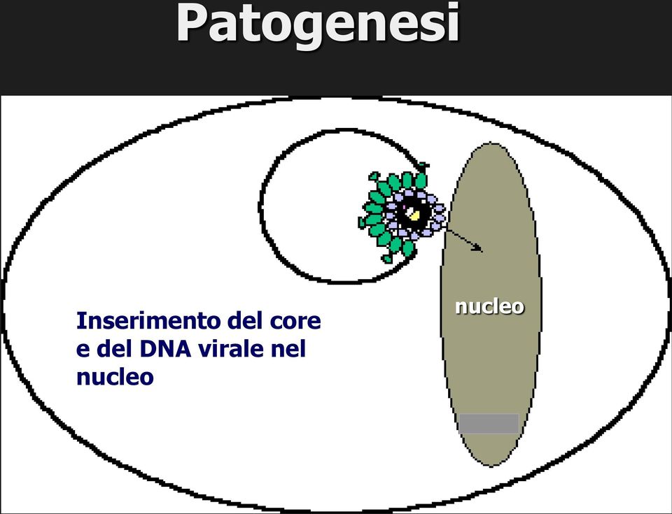 core e del DNA