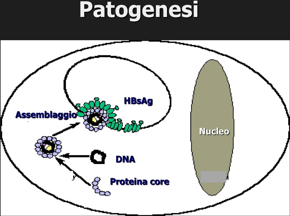 HBsAg Nucleo