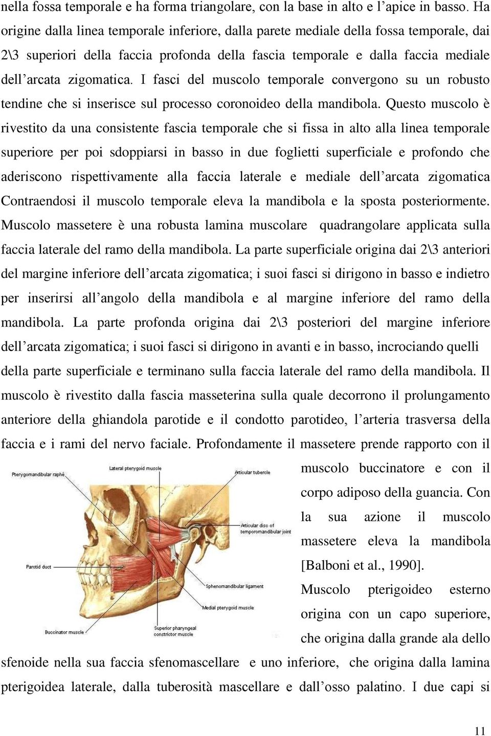 I fasci del muscolo temporale convergono su un robusto tendine che si inserisce sul processo coronoideo della mandibola.