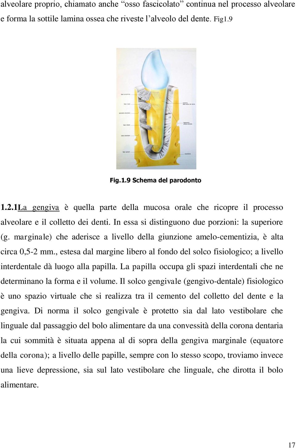 marginale) che aderisce a livello della giunzione amelo-cementizia, è alta circa 0,5-2 mm., estesa dal margine libero al fondo del solco fisiologico; a livello interdentale dà luogo alla papilla.