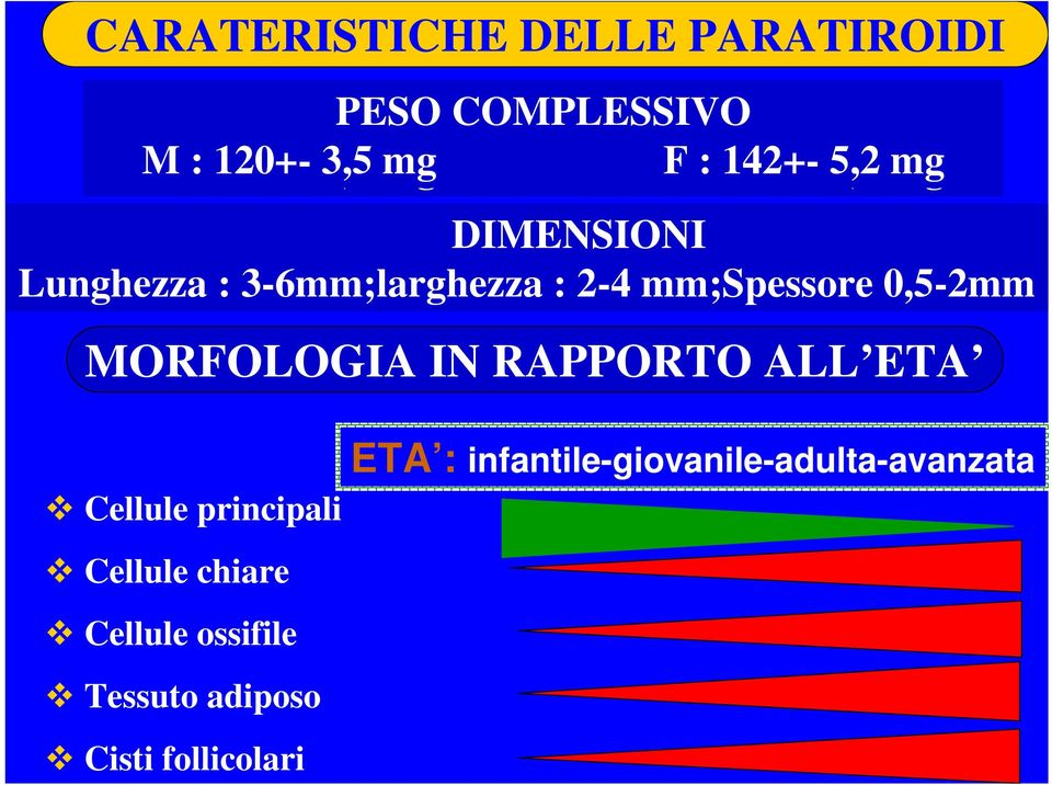 MORFOLOGIA IN RAPPORTO ALL ETA Cellule principali Cellule chiare Cellule