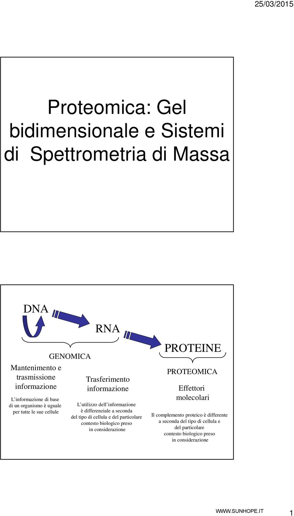 differenziale a seconda del tipo di cellula e del particolare contesto biologico preso in considerazione PROTEINE PROTEOMICA