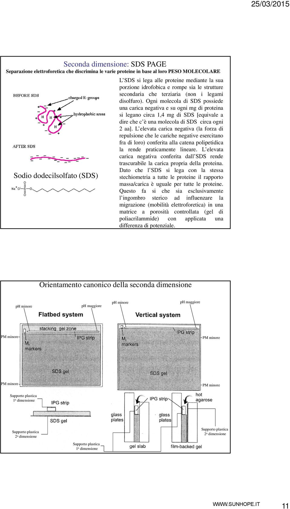 Ogni molecola di SDS possiede una carica negativa e su ogni mg di proteina si legano circa 1,4 mg di SDS [equivale a dire che c è una molecola di SDS circa ogni 2 aa].