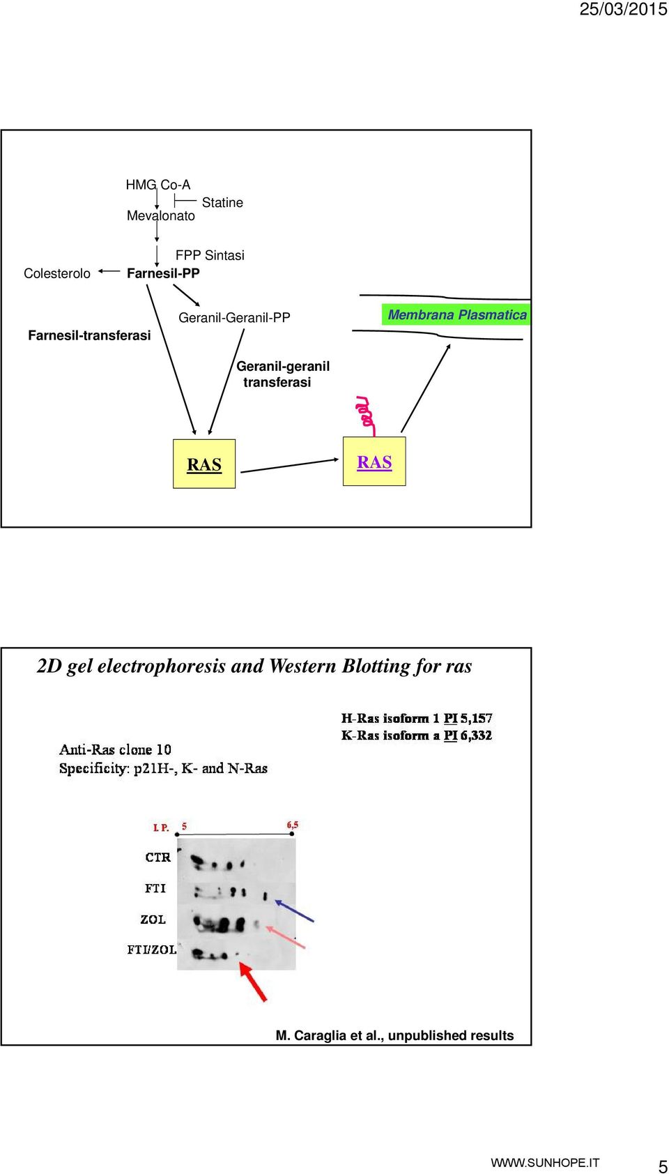 transferasi Membrana Plasmatica RAS RAS 2D gel electrophoresis