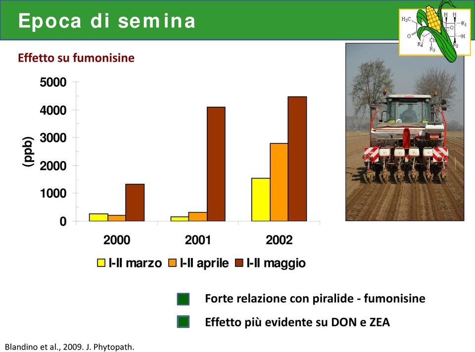 maggio Forte relazione con piralide - fumonisine Effetto