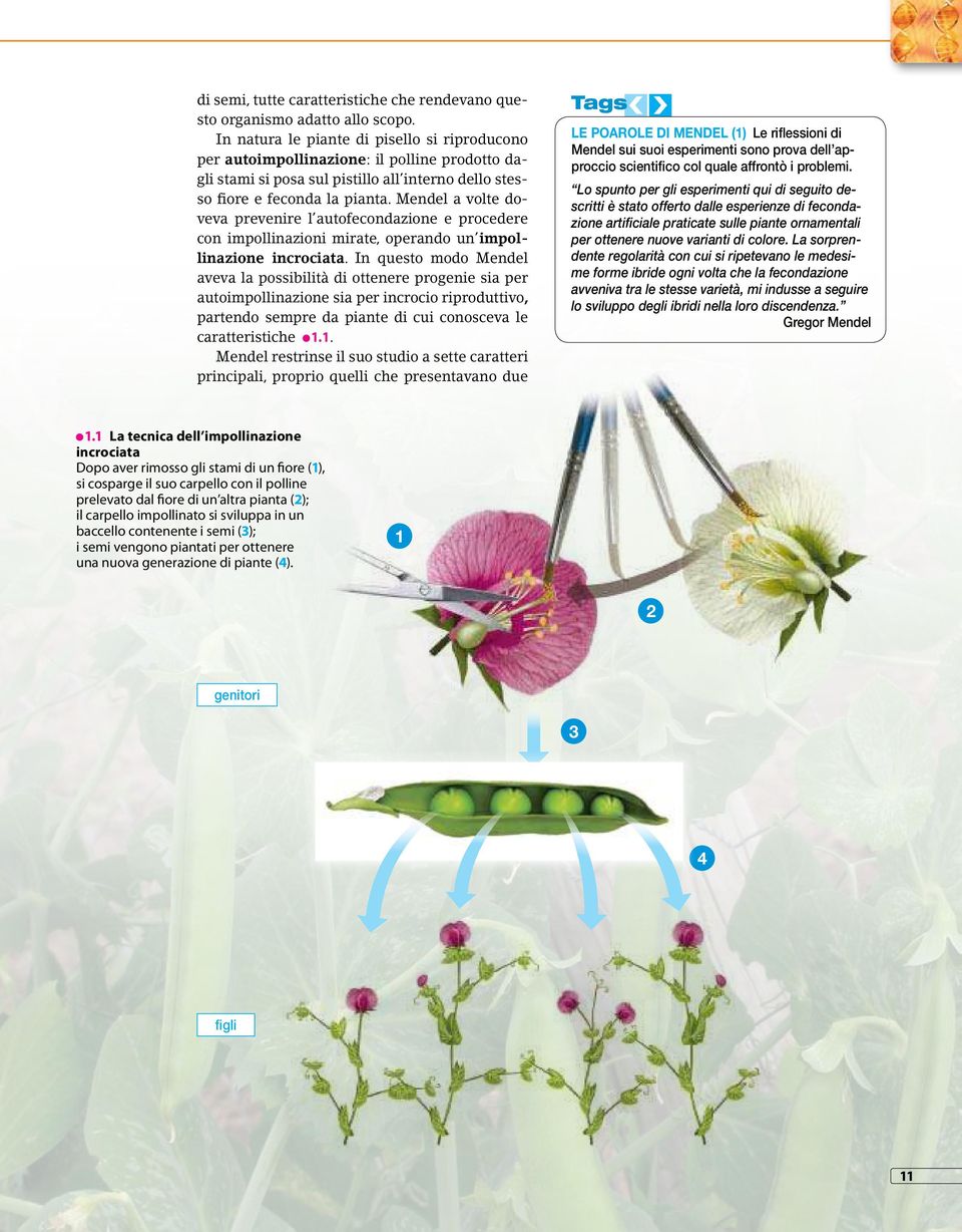 Mendel a volte doveva prevenire l autofecondazione e procedere con impollinazioni mirate, operando un impollinazione incrociata.